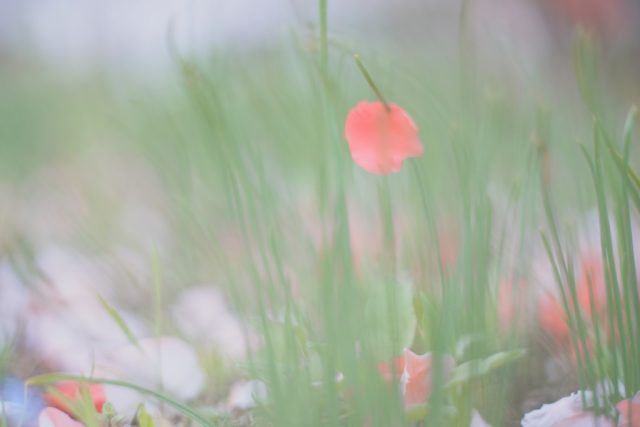 AUTO mamiya/sekor 50mm f2 レビュー作例 マミヤ光機の富岡光学製オールドレンズ 春 草花マクロ 