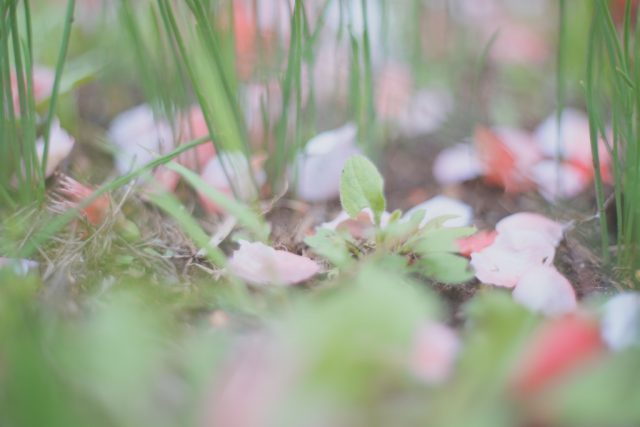 AUTO mamiya/sekor 50mm f2 レビュー作例 マミヤ光機の富岡光学製オールドレンズ 春 草花マクロ 