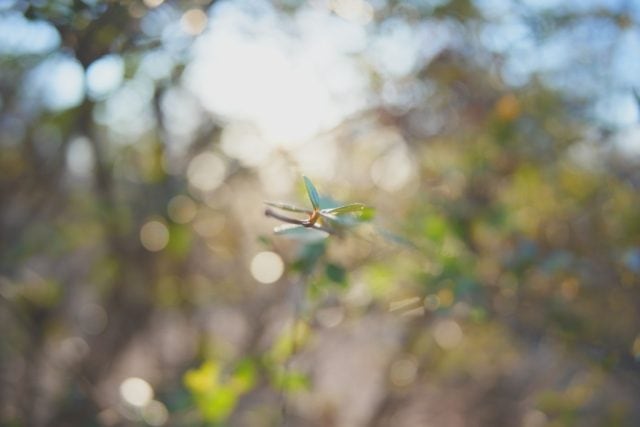 Ricoh GR Lens 21mm f3.5 ライカLTM 作例 植物 草花 公園 玉ボケ