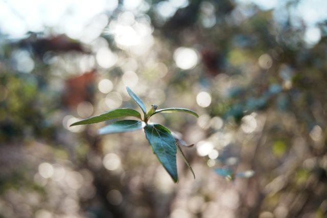 Ricoh GR Lens 21mm f3.5 ライカLTM 作例 植物 草花 公園 玉ボケ
