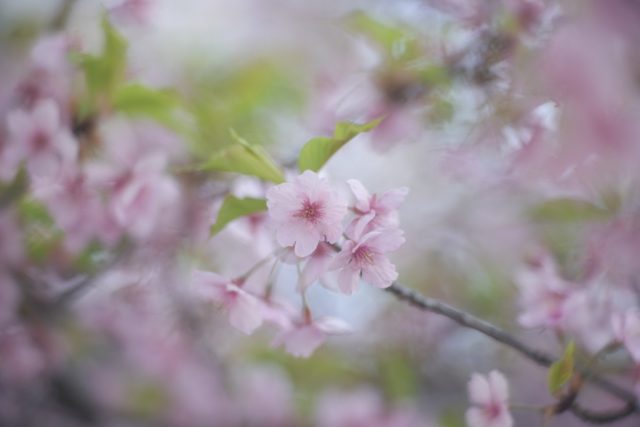 Komura 100mm f1.8 作例 エルノスター BokehMonster 春 河津桜 ピンク