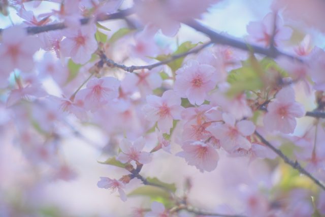 Komura 100mm f1.8 作例 エルノスター BokehMonster 春 河津桜 ピンク