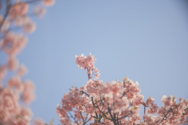 Komura 100mm f1.8 作例 エルノスター BokehMonster 春 河津桜 ピンク 青空