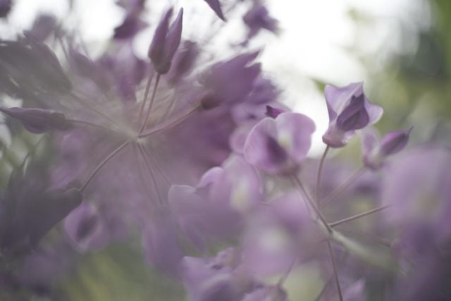 PO4-1 35mm f2 review作例 おすすめ神シネオールドレンズ ロシア