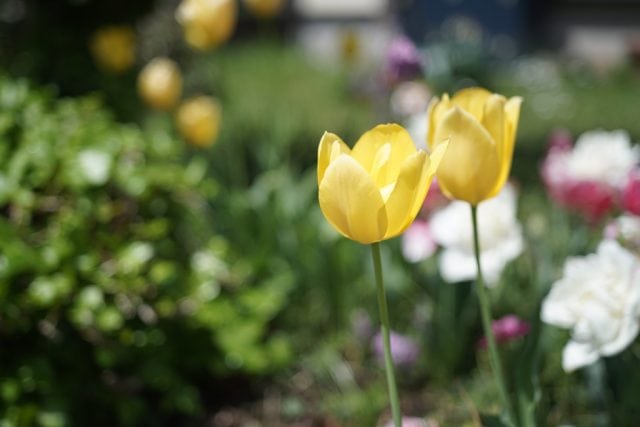 Industar-61L/Z 50mm f2.8 review作例 六芒星ボケが楽しいロシア製