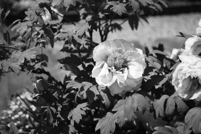 Industar-61L/Z 50mm f2.8 review作例 六芒星ボケが楽しいロシア製