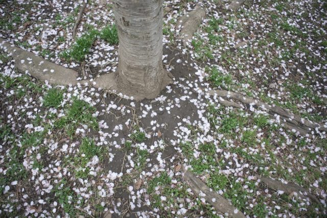 Super Multi Coated Takumar 28mm f3.5 作例 花 桜が散ったあと 大地