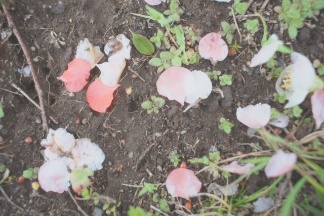 Super Multi Coated Takumar 28mm f3.5 作例 花 ボケ木瓜