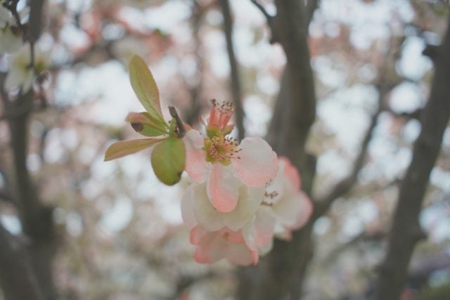 Super Multi Coated Takumar 28mm f3.5 作例 花 ボケ木瓜