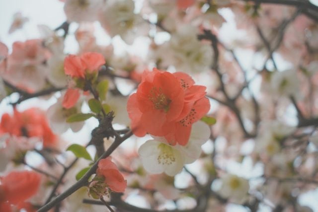Super Multi Coated Takumar 28mm f3.5 作例 花 ボケ木瓜