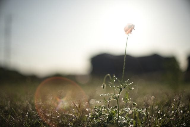 Pentax Super-Multi-Coated TAKUMAR 50mm f1.4 作例 ウェールズポピー ゴーストフレアー