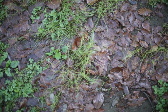 Pentax Super-Multi-Coated TAKUMAR 50mm f1.4 作例 雨の日の大地