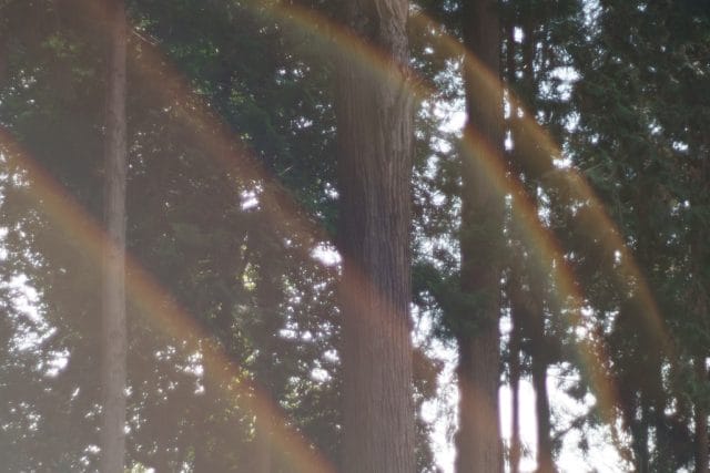 MC Rokkor-PF 58mm f1.4 作例 虹ゴースト