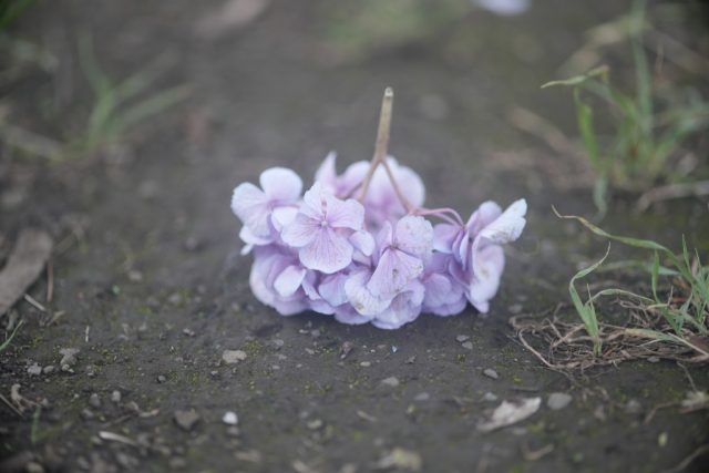 OLYMPUS OM ZUIKO AUTO MACRO 90㎜ F2 作例 あじさい