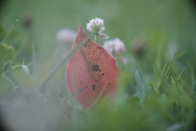 OLYMPUS OM ZUIKO AUTO MACRO 90㎜ F2 作例 赤い落ち葉と雑草マクロ