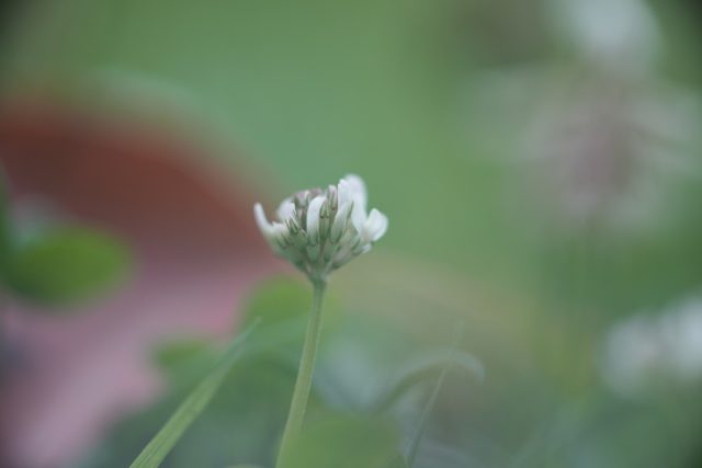 OLYMPUS OM ZUIKO AUTO MACRO 90㎜ F2 作例 白い草花マクロ