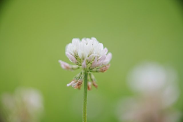 OLYMPUS OM ZUIKO AUTO MACRO 90㎜ F2 作例 白い草花マクロ