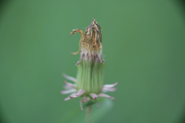 OLYMPUS OM ZUIKO AUTO MACRO 90㎜ F2 作例 白い草花マクロ