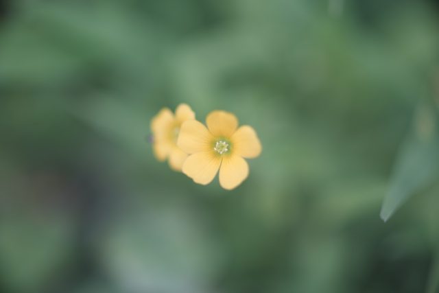 OLYMPUS OM ZUIKO AUTO MACRO 90㎜ F2 作例 黄色い花マクロ