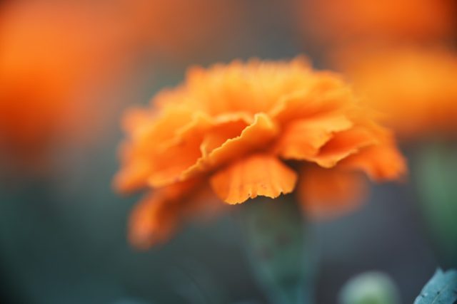 OLYMPUS OM ZUIKO AUTO MACRO 90㎜ F2 作例 マリーゴールド 草花マクロ