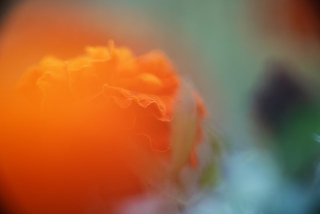 OLYMPUS OM ZUIKO AUTO MACRO 90㎜ F2 作例 マリーゴールド 草花マクロ