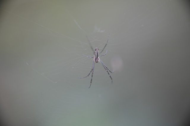 OLYMPUS OM ZUIKO AUTO MACRO 90㎜ F2 作例 蜘蛛 マクロ