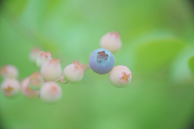 OLYMPUS OM ZUIKO AUTO MACRO 90㎜ F2 作例 ブルーベリー 草花マクロ