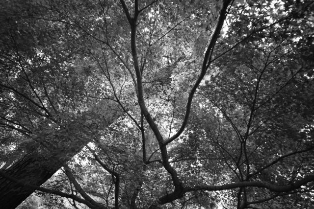 Carl Zeiss G Biogon 28mm f2.8 作例 木々の緑と太陽逆光ハイライト モノクロ白黒