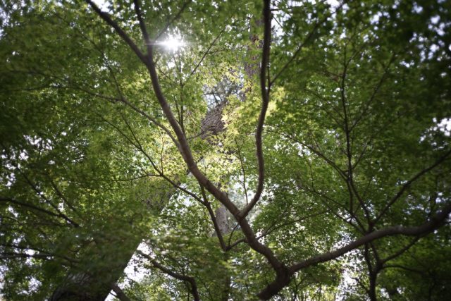 Carl Zeiss G Biogon 28mm f2.8 作例 木々の緑と太陽逆光ハイライト