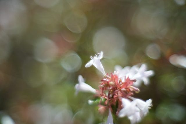 Olympus OM-System G.ZUIKO AUTO-S 55mm f1.2 銀枠前期 作例