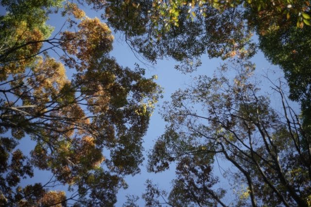 C.C. Petri Orrikor 50mm f2 前期型 M42作例