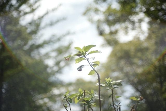 Jupiter-3 50mm f1.5 Review作例 おすすめロシア製のゾナーコピー