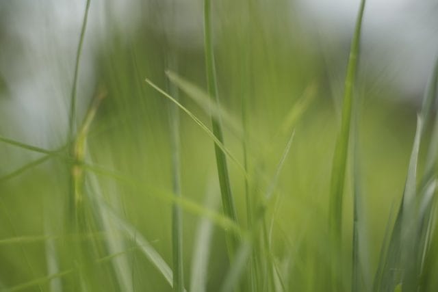 Helios44 58mm f2 13Blades Review作例 最初期ヘリオス絞り羽根