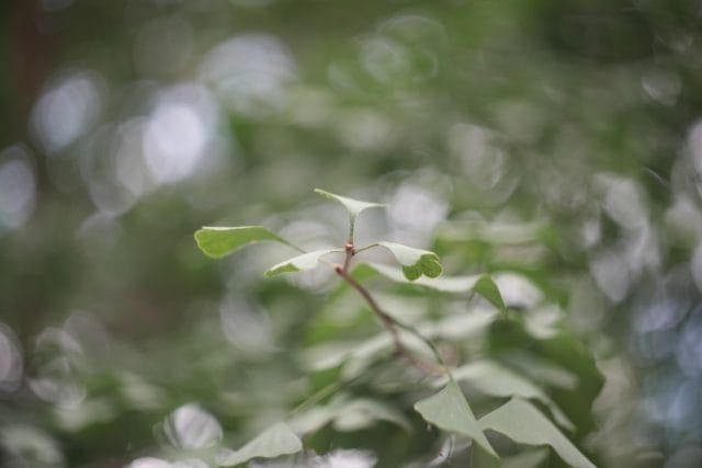 HELIOS ヘリオス 58mm f/2 13枚羽 Helios44 58mm f2 13Blades Review作例 最初期ヘリオス絞り羽根13枚