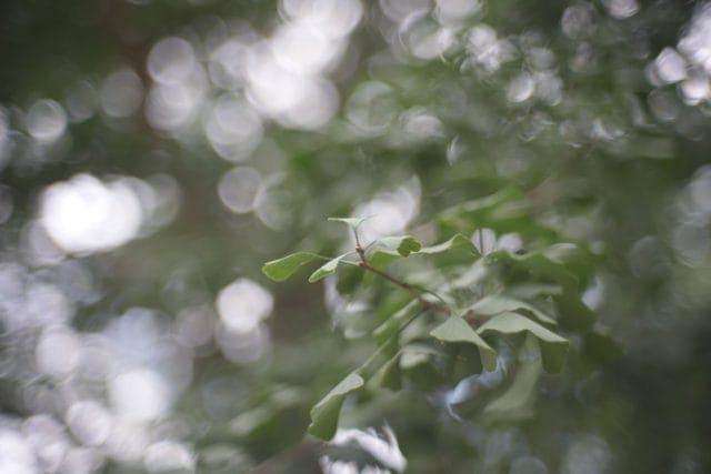 ロシア製 JUPITER-3 50mm f1.5 L39(作例あり) Jupiter-3 50mm f1.5 Review作例 おすすめロシア製のゾナーコピー