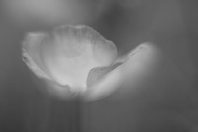 Olympus OM-System G.ZUIKO AUTO-S 55mm f1.2 銀枠前期 作例