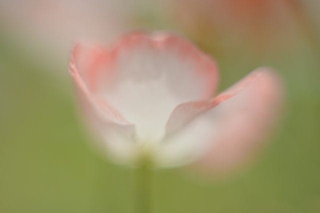 Olympus OM-System G.ZUIKO AUTO-S 55mm f1.2 銀枠前期 作例