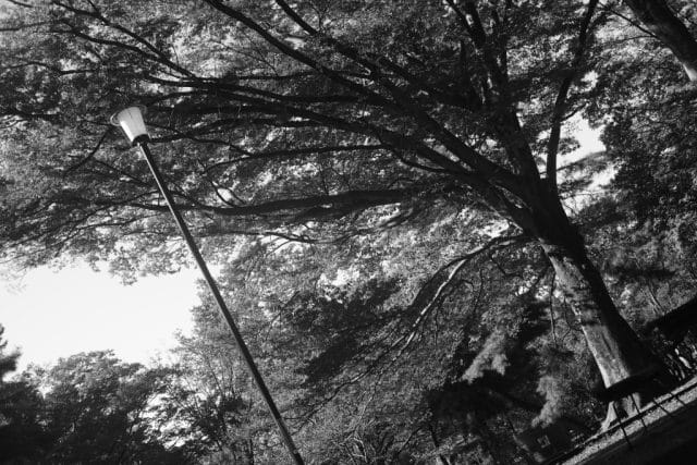 Canon Lens 50mm f1.4Ⅱ L39 レビュー作例 和製ズミルックス キヤノン