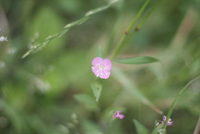 Canon LENS 50mmF1.4 Lマウント　作例あり Canon Lens 50mm f1.4Ⅱ L39 レビュー作例 和製ズミルックス キヤノン
