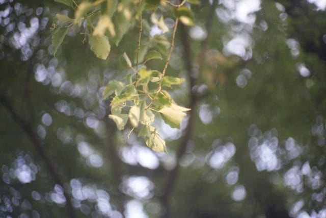 Canon Lens 50mm f1.4Ⅱ L39 レビュー作例 和製ズミルックス キヤノン