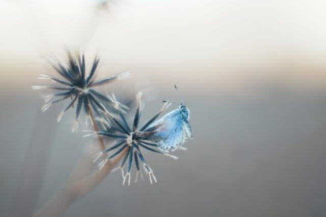 Nikkor-S.C 50mm f1.4 L39 Review作例 ニッコール銘玉神オールドレンズ