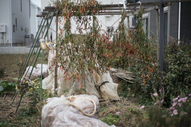 Summicron 50mm f2 第3世代の作例Review