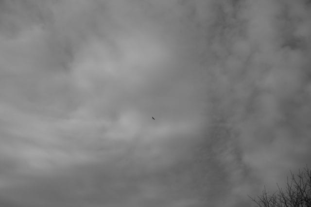 Summicron 50mm f2 第3世代の作例Review