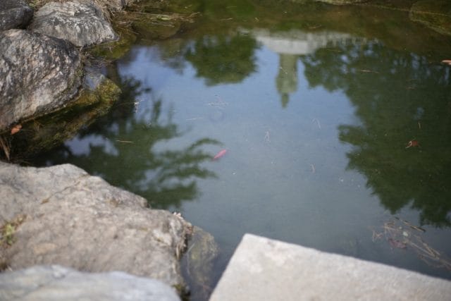 Summicron 50mm f2 第3世代の作例Review