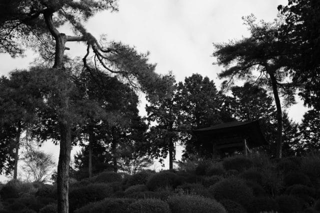 Summicron 50mm f2 第3世代の作例Review