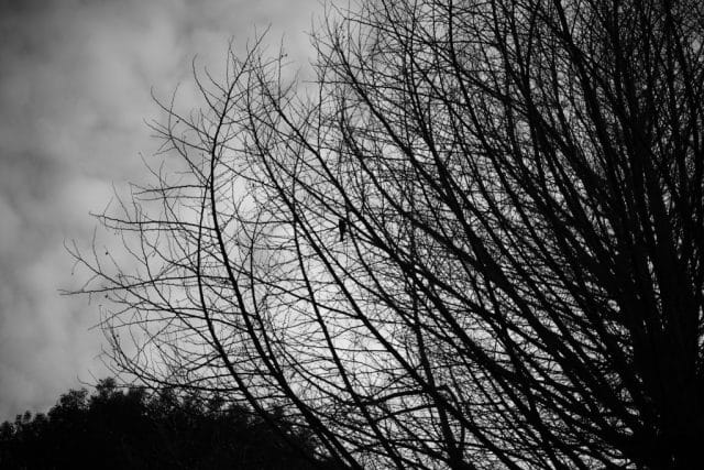 Summicron 50mm f2 第3世代の作例Review