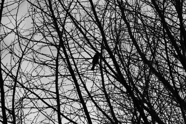 Summicron 50mm f2 第3世代の作例Review