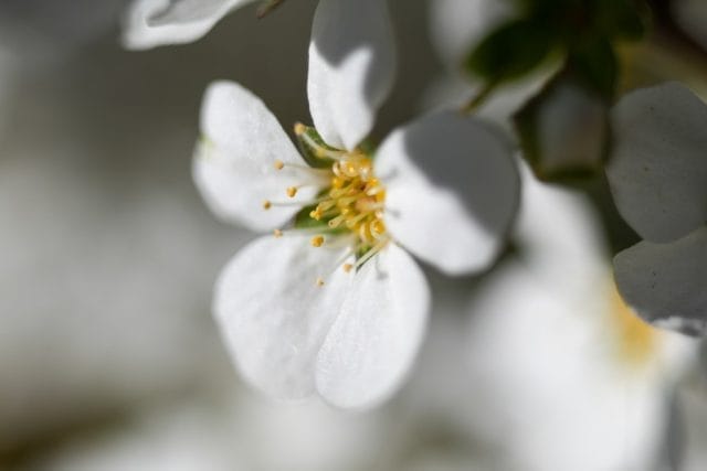 PENTAX Macro Takumar 50mm f4 M42 作例