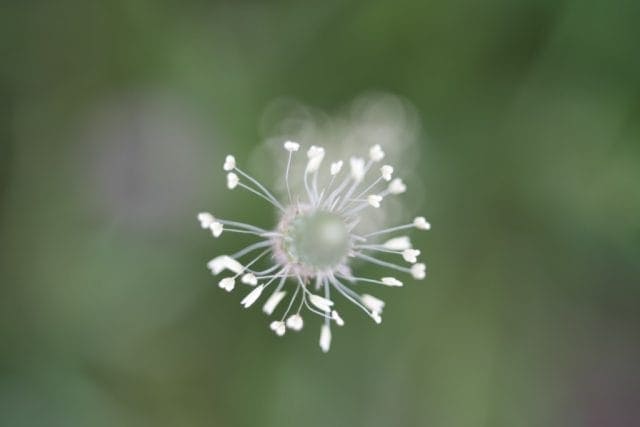 Carl Zeiss Jena Tessar 50mm f2.8 M42 Review作例 神オールドレンズ銘玉