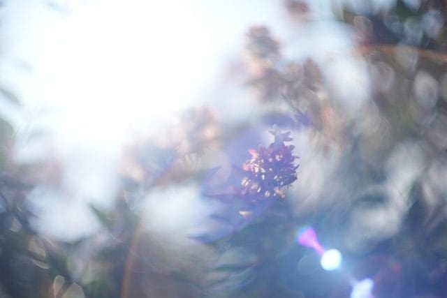 Leica Summarit 50mm f1.5 レビュー作例 ライカズマリット クセ玉銘玉